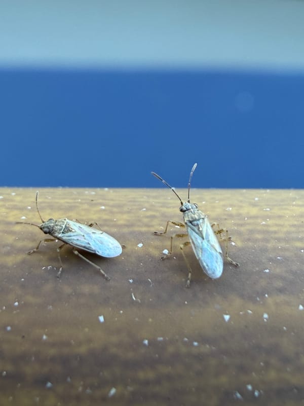 Invasion der Pflanzensauger
